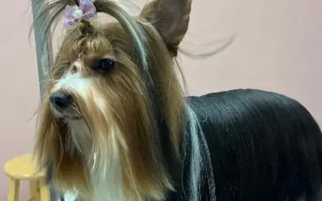 Canine Concepts in Morgan Hill, CA