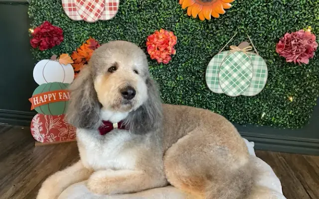 Bernadette's Pet Spa LLC in White Settlement, TX