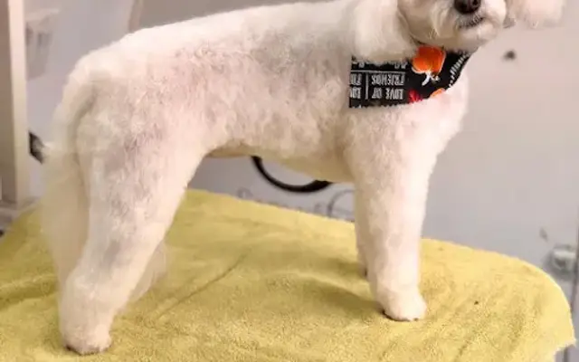 Puppy Cuts By Jenna in Millersville, MD