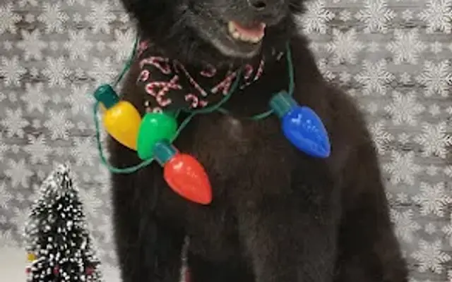 Pampered Pooch in Liberty, SC