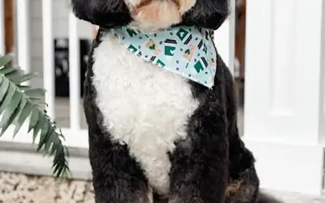 Best In Show Pet Spa in Miami, FL