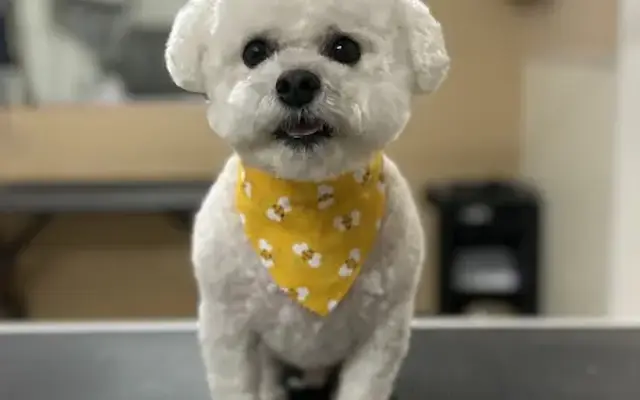 Doggie World Grooming and Boarding in Crosby, TX