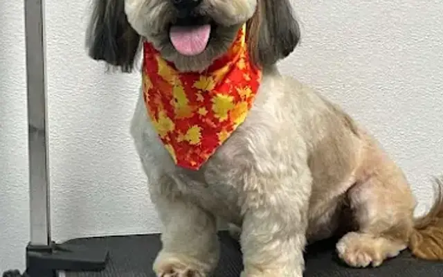 Amayas Grooming #3 in Houston, TX