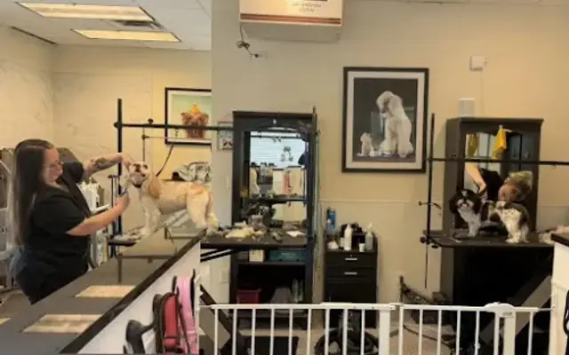 Town & Country Pet Grooming - Nail Trimming, Bath, and Spa Services for Dogs near Me Naples in Naples, FL