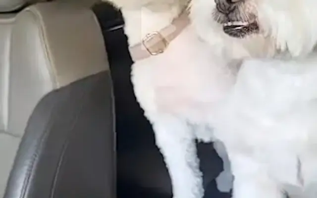 Head To Tail Grooming in Monterey Park, CA