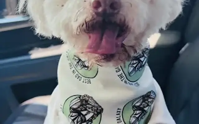 Salcido Pet Grooming and Boarding in Calexico, CA