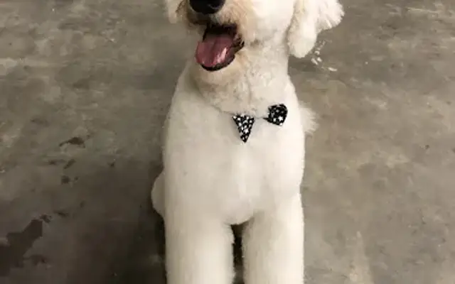 Jill's Dandy Dog Grooming in Baraboo, WI