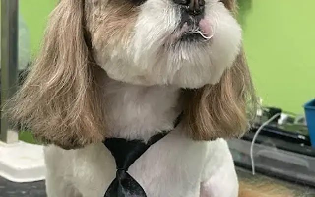My Little Home Grooming in Socorro, TX
