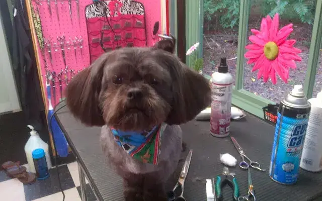 I Groom a Barking Friend in Winston-Salem, NC