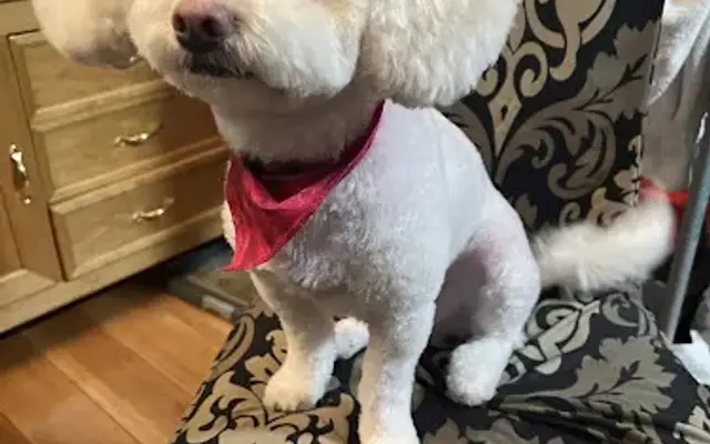 Wag Your Tail in Lakewood, CA