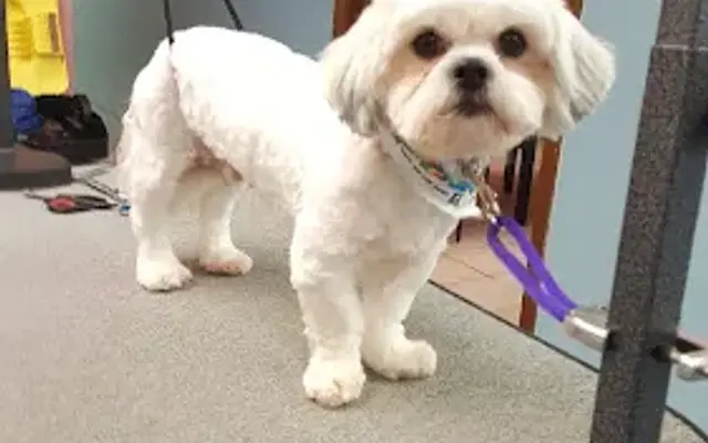 Terrific Pawz Grooming Salon Co. in Chicago, IL