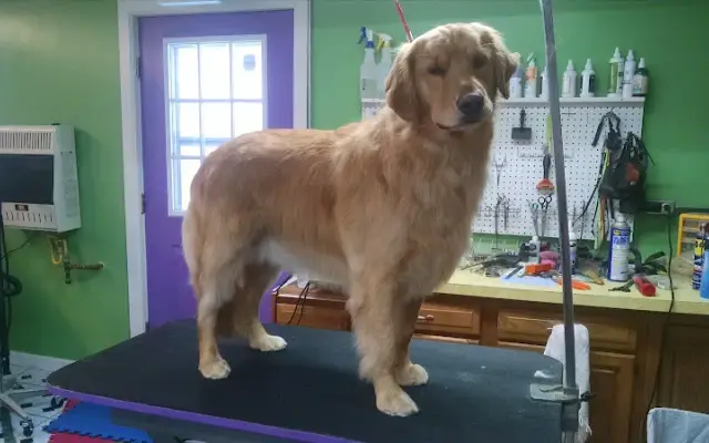Creative Canine Inc. in Madison, OH