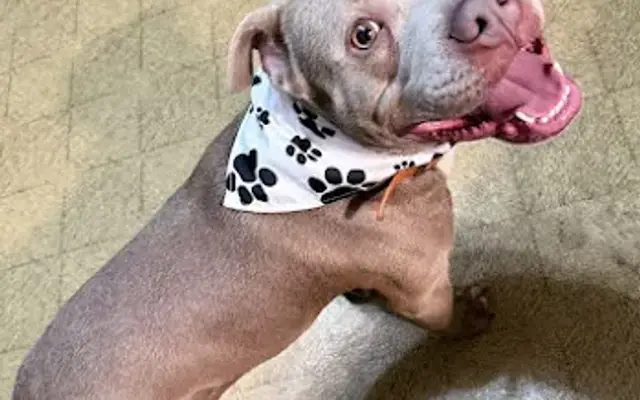 Pink Paws Pet Care LLC in Greenwood, SC