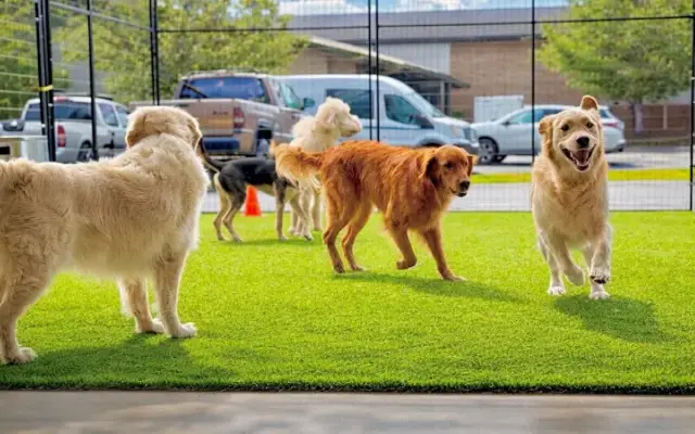 Mountain Dogs Pet Resort in Bend, OR