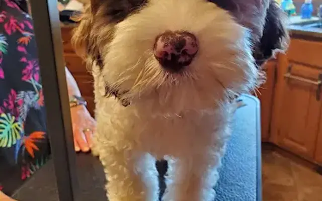 Pawsome Styles by Nikh in Galesburg, MI