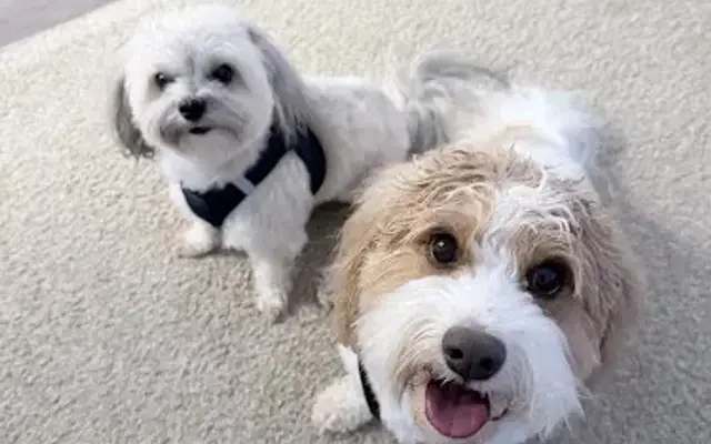 Groomer on the go in Las Vegas, NV