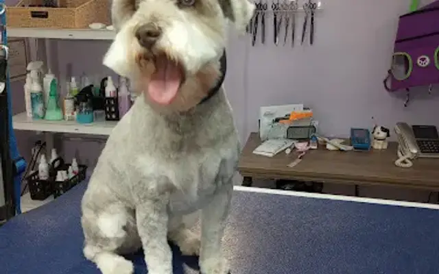 Pampered Pooch Pet Salon in Washingtonville, NY