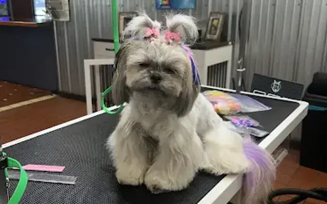 Chunk & Juniper Pet Salon & Spa in Essex Junction, VT