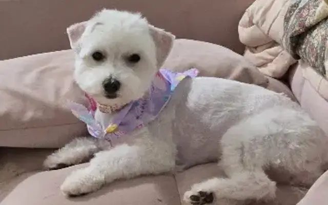 KobiKlub - Mobile Pet Spa in Weston, FL