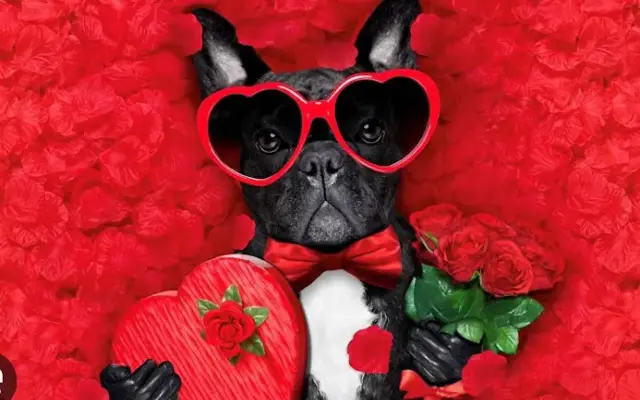 Quality Master Grooming in Rocky Point, NY