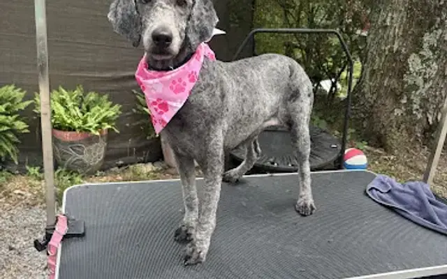 Kade’s Pawtique in Morristown, TN