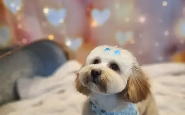 What The Fluff Paw Spa LLC in Scranton, PA