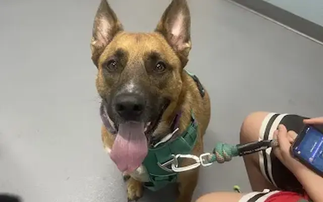 easyvet Veterinarian Allen in Allen, TX