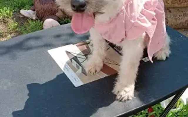 Paws Flaws N'ALL in Dallas, TX