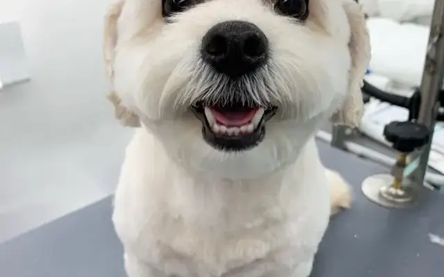 Uptown Pup Mobile Grooming in Dublin, CA
