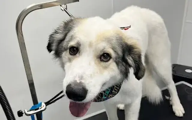 Ruff cuts mobile grooming llc in Henderson, NV