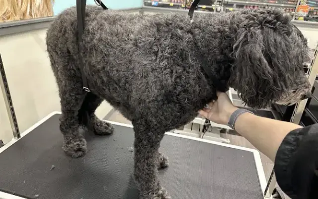 Pet Supplies Plus Cortland Grooming in Cortland, NY
