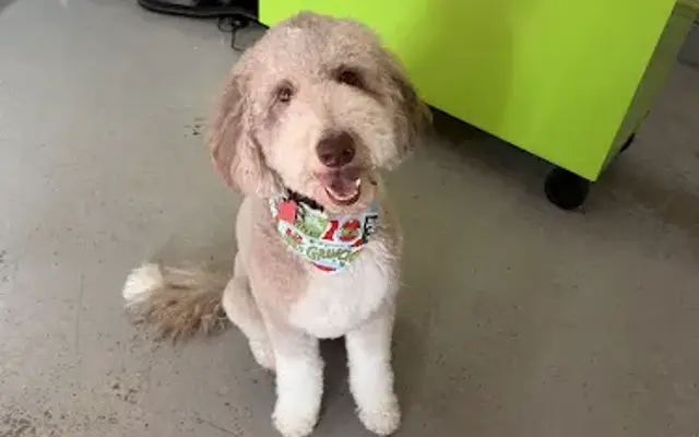The Pampered Pooch in Gas City, IN