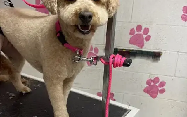Snip, Clip & Dip Dog Grooming LLC in Finksburg, MD