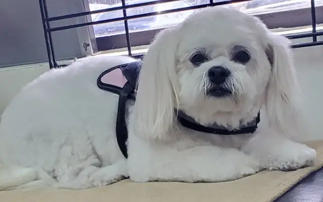 Tailswag Groomery in Palm Harbor, FL