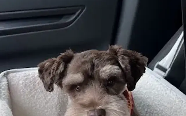 Furever Friends Grooming Studio in Ambridge, PA