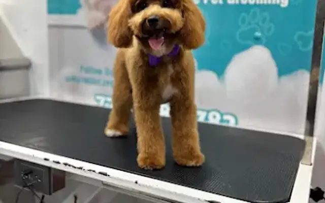 M & Y Mobile Pet Grooming in Port St. Lucie, FL