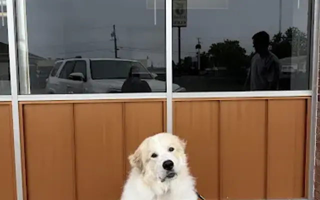 Sud Puppies in Eau Claire, WI