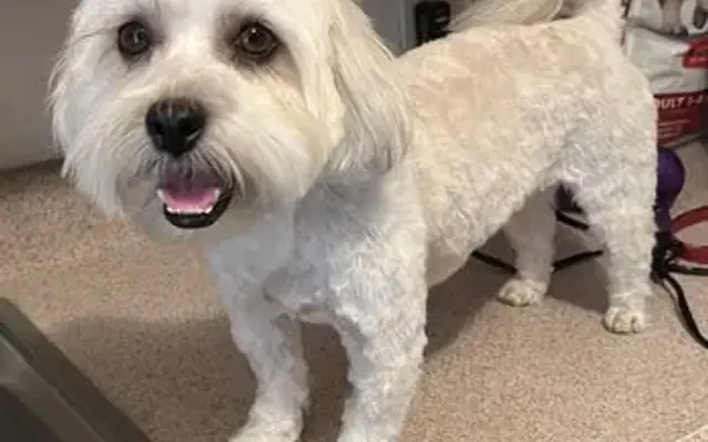 Diamond L Pet Parlor in West Covina, CA