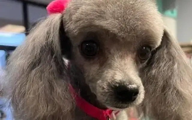 Doggie Do's of Lawrenceville in Lawrenceville, GA