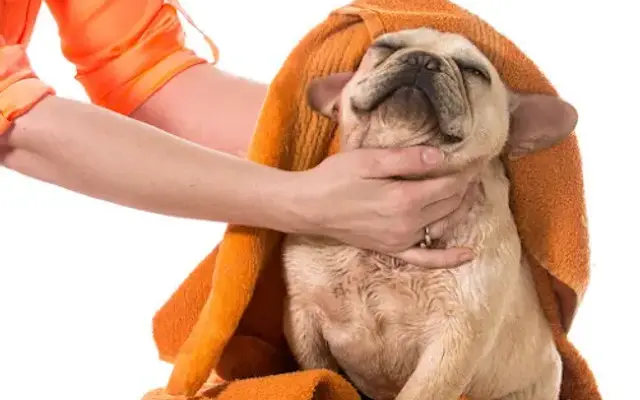 OMGrooming in Porter Ranch, CA