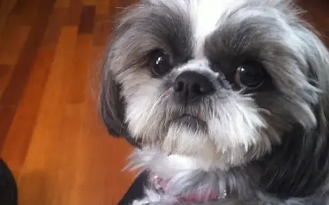 Brittany’s Dog Grooming and Pet Services in Locust Valley, NY