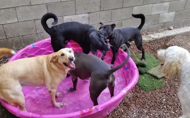 Hot Diggity Dog Daycare in Las Vegas, NV