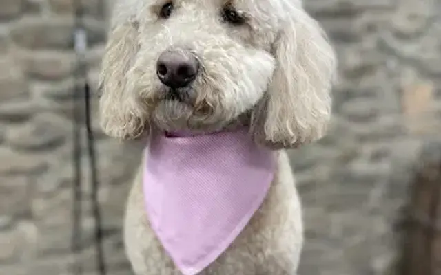 Nose to Tail Dog Grooming in Schwenksville, PA