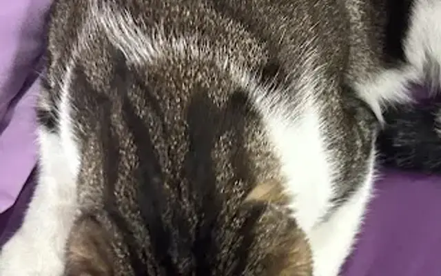 PetSmart Grooming in Watchung, NJ