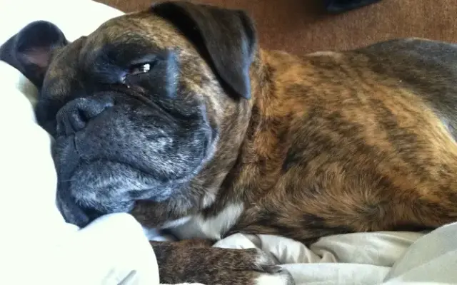 Your Guardian Angel Pet Sitting in Round Lake, IL