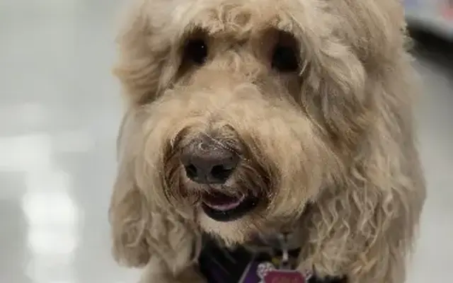 PetSmart Grooming in Aventura, FL