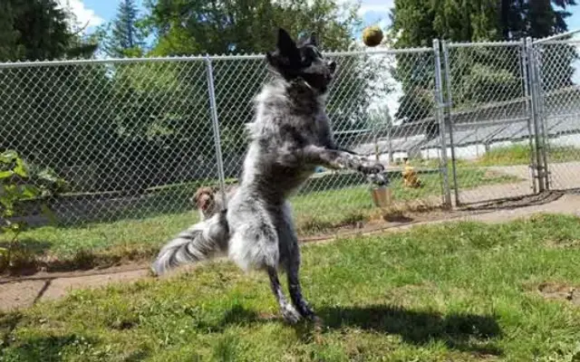 McKenna Kennels Pet Resort in McKenna, WA