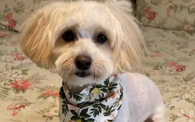 PetSmart Grooming in Panama City, FL