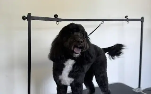 Top Starr Grooming LLC in Pendleton, IN