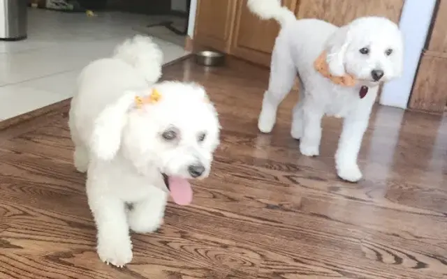 Paws and Pastures Pet Spa in Poteau, OK